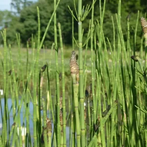 equisetum palustris prêle des marais