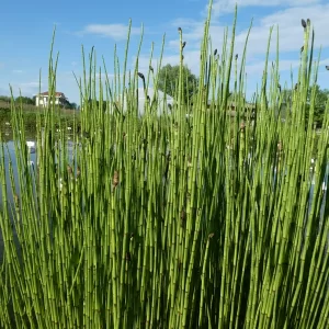 equisetum palustris prêle des marais