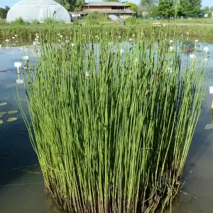equisetum palustris prêle des marais