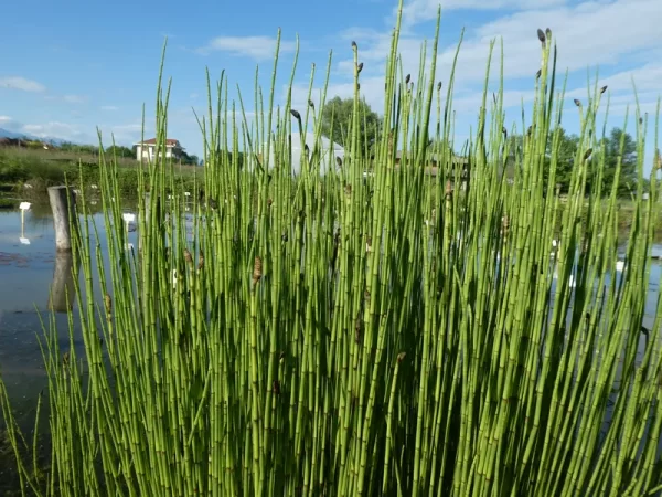 equisetum palustris prêle des marais