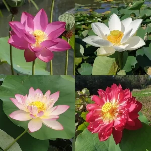 Fleurs de lotus