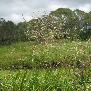glyceria maxima glycérie aquatique