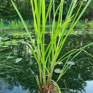 glyceria maxima glycérie aquatique
