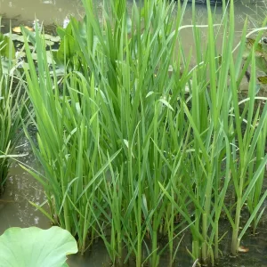 glyceria maxima glycérie aquatique