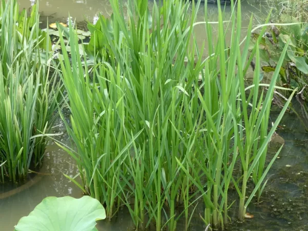 glyceria maxima glycérie aquatique