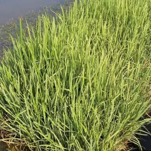 glyceria maxima variegata glycérie aquatique panachée