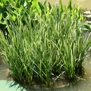 glyceria maxima variegata glycérie aquatique panachée