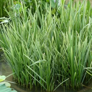 glyceria maxima variegata glycérie aquatique panachée