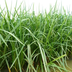 glyceria maxima variegata glycérie aquatique panachée