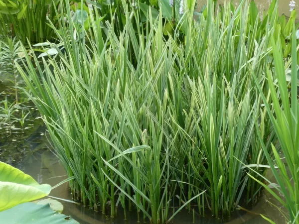 glyceria maxima variegata glycérie aquatique panachée