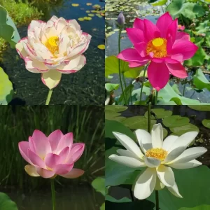 Lotus grands - pour pots 80-110 cm de diamètre