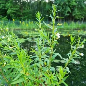 gratiola officinalis gratiole officinale