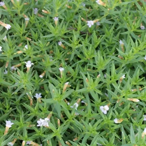 gratiola officinalis gratiole officinale
