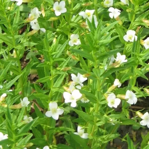 gratiola officinalis gratiole officinale
