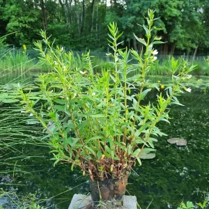 gratiola officinalis gratiole officinale