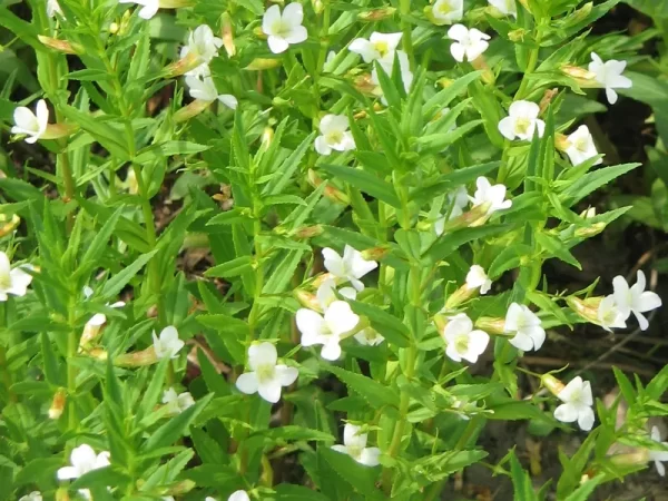 gratiola officinalis gratiole officinale