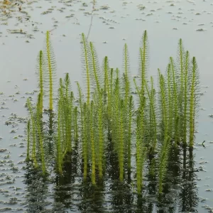 hippuris vulgaris pesse d'eau