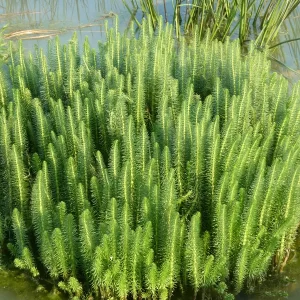 hippuris vulgaris pesse d'eau