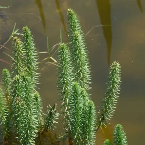 hippuris vulgaris pesse d'eau