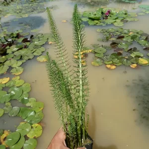 hippuris vulgaris pesse d'eau