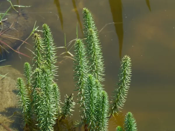 hippuris vulgaris pesse d'eau