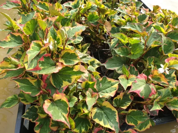 houttuynia cordata chameleon plante caméléon