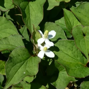houttuynia cordata poivre de chine herbe à poivre