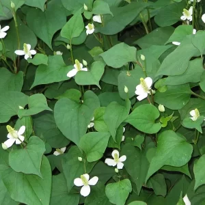 houttuynia cordata poivre de chine herbe à poivre