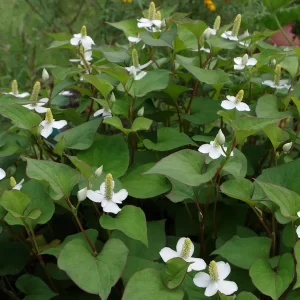 houttuynia cordata poivre de chine herbe à poivre