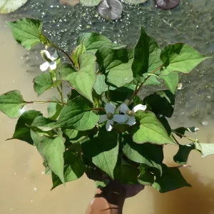 houttuynia cordata poivre de chine herbe à poivre
