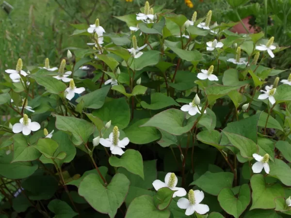 houttuynia cordata poivre de chine herbe à poivre