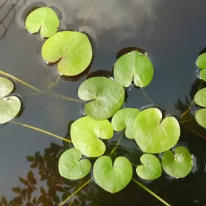 hydrocharis morsus ranae morène des grenouilles