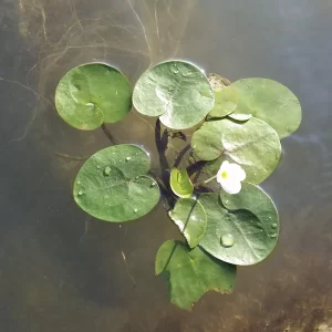 hydrocharis morsus ranae morène des grenouilles
