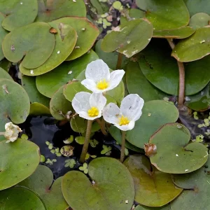 hydrocharis morsus ranae morène des grenouilles