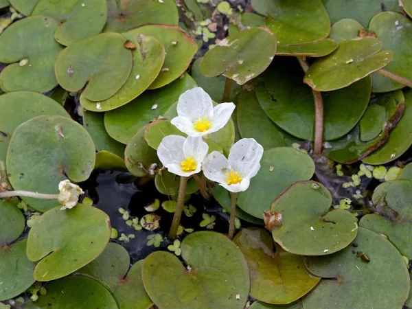 hydrocharis morsus ranae morène des grenouilles