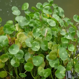 hydrocotyle bonariensis hydrocotyle de bonaire