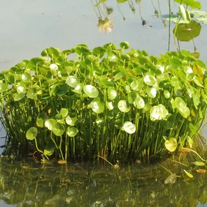 hydrocotyle bonariensis hydrocotyle de bonaire