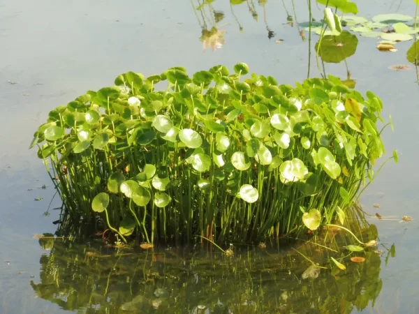 hydrocotyle bonariensis hydrocotyle de bonaire