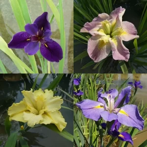 Iris d’eau