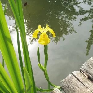 iris pseudacorus iris jaune des marais iris faux acore