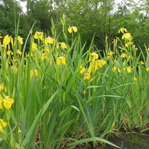 iris pseudacorus iris jaune des marais iris faux acore