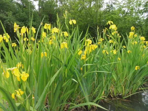 iris pseudacorus iris jaune des marais iris faux acore
