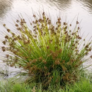 juncus effusus jonc épars