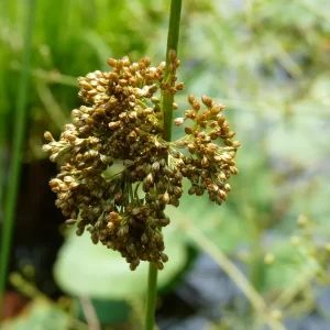 juncus effusus jonc épars