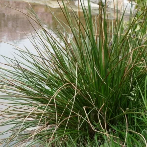 juncus effusus jonc épars