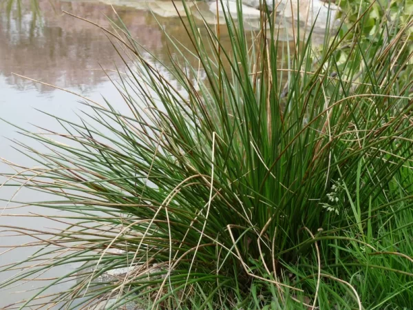 juncus effusus jonc épars