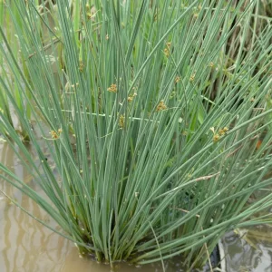 juncus inflexus jonc glauque