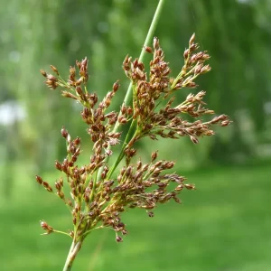 juncus inflexus jonc glauque