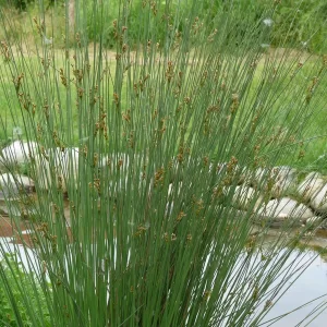 juncus inflexus jonc glauque