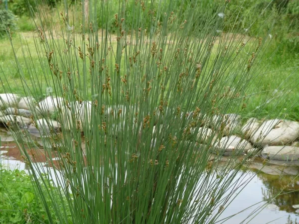 juncus inflexus jonc glauque